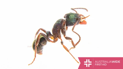 Found throughout Australia, Green head ants are renowned for their metallic green head and resilience in a wide variety of environments. They have been known to defend their nests aggressively when disturbed, even spraying intruders with formic acid. 