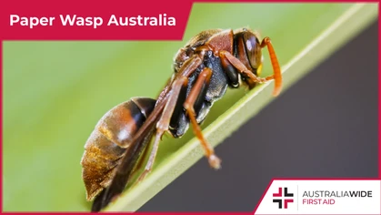 The Paper wasp is common throughout Australian homes, gardens, and bushland. Important to native ecosystems, Paper wasps have been known to aggressively defend their nests when threatened and cause painful stings. 
