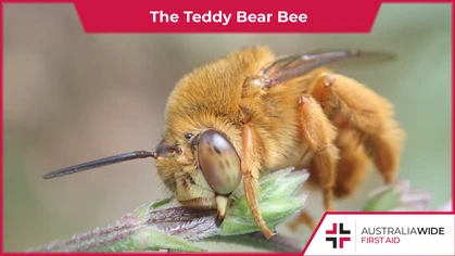 Teddy bear bees are solitary creatures that build underground nests in soft soil across Australia. Despite their cute name, they can give a painful sting on par with that of the Fire ant. 
