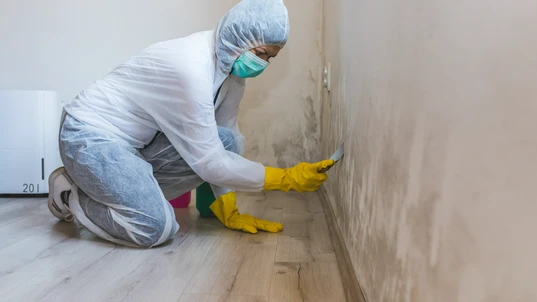 Professional mould cleaning